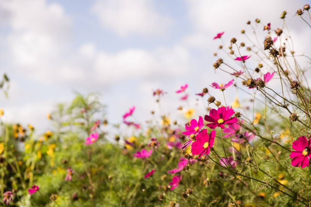 natur-schönheit-fieldblumen-biodiversität
