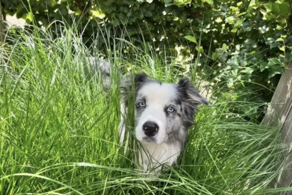 haustierfreundlich-hunde-blog