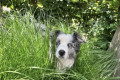 haustierfreundlich-hunde-blog