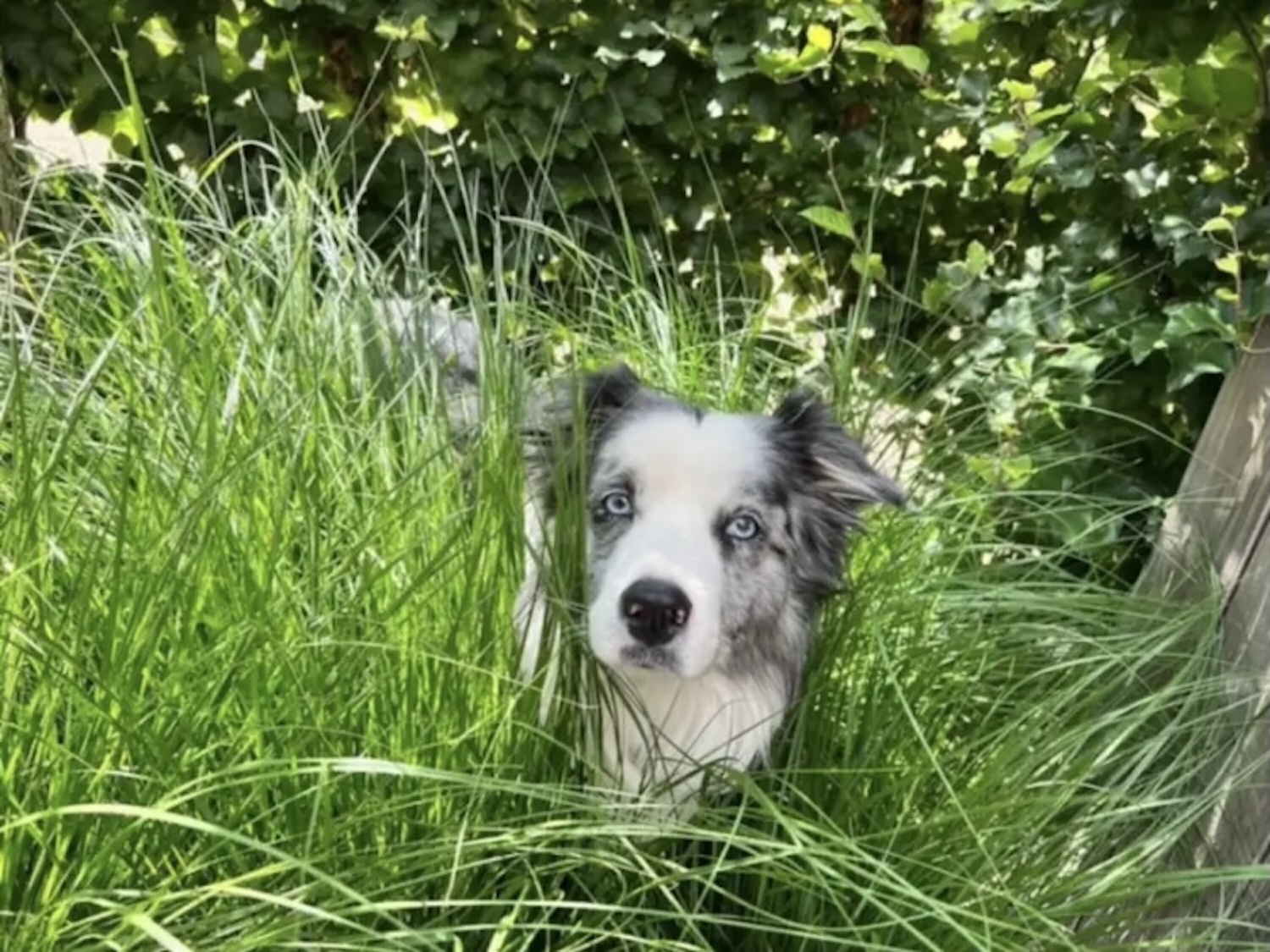 haustierfreundlich-hunde-blog